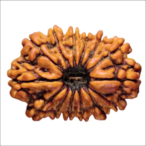 14 Mukhi 23.20 mm