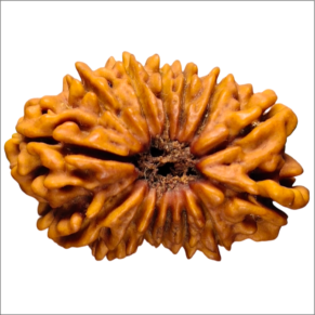 14 Mukhi 24.60 mm